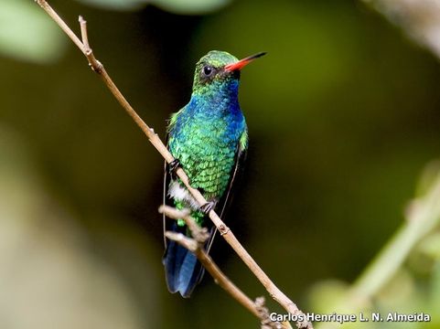 Image of Glittering-bellied Emerald