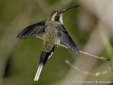 Image of Scale-throated Hermit