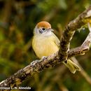 Image of Rufous-crowned Greenlet