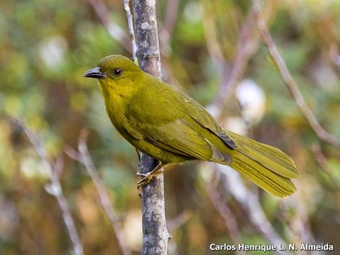 Image of Olive-green Tanager