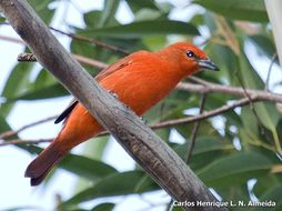 Image of Red Tanager