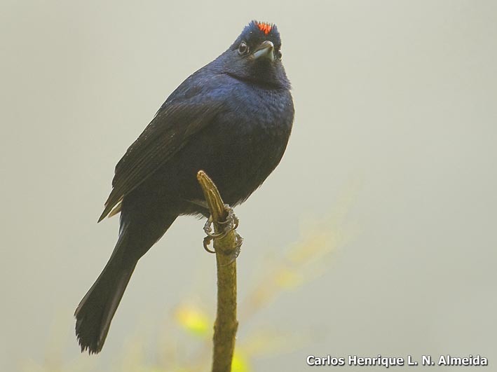 Image of Ruby-crowned Tanager