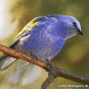 Image of Golden-chevroned Tanager