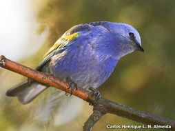 Image of Golden-chevroned Tanager