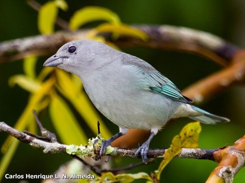 Thraupis sayaca (Linnaeus 1766) resmi