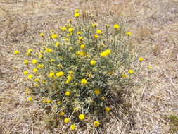 Image of yellow star-thistle