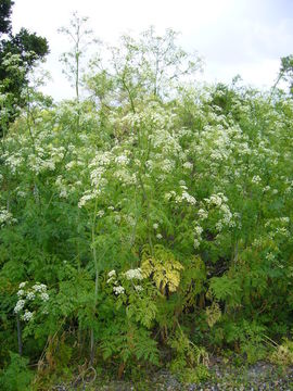 Image of hemlock