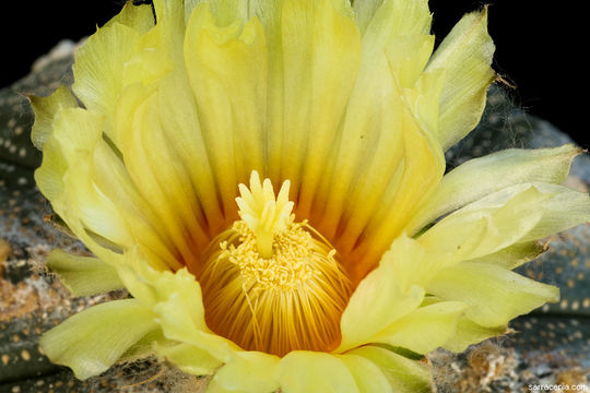 Image of Sand Dollar Cactus