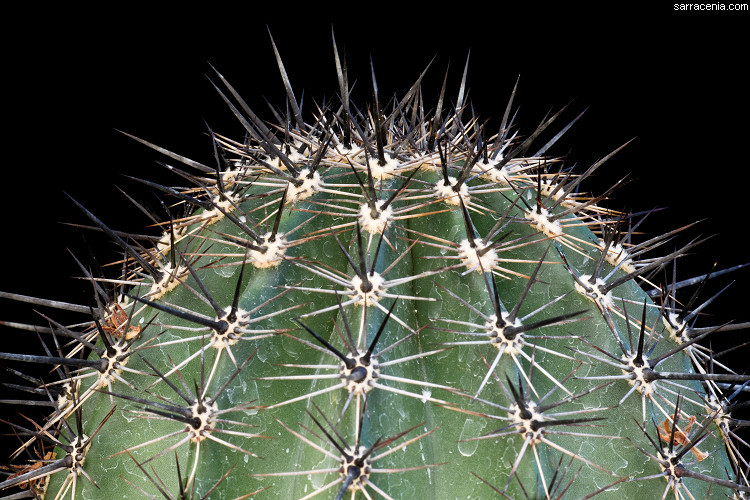 saguaro resmi