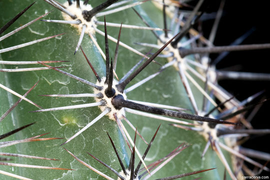 saguaro resmi