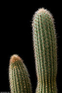 Image de <i>Cleistocactus ferrarii</i>