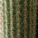 Image of <i>Cleistocactus ferrarii</i>