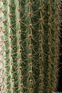 Image of <i>Cleistocactus ferrarii</i>