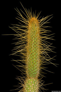 Image of Cleistocactus smaragdiflorus (F. A. C. Weber) Britton & Rose