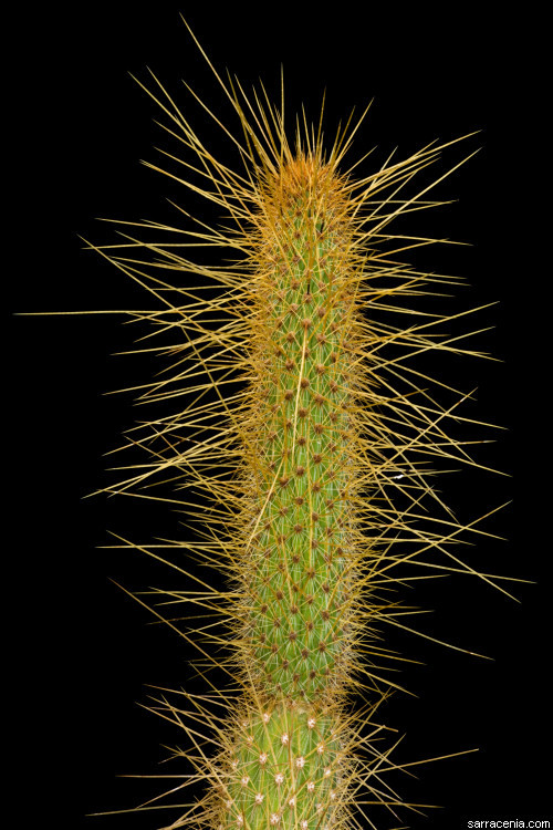 Image de Cleistocactus smaragdiflorus (F. A. C. Weber) Britton & Rose