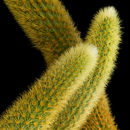 Image of cleistocactus