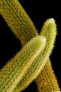 Image de Cleistocactus winteri D. R. Hunt