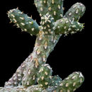 Image of branched pencil cholla