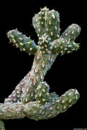 Imagem de Cylindropuntia ramosissima (Engelm.) F. M. Knuth