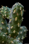 Imagem de Cylindropuntia ramosissima (Engelm.) F. M. Knuth