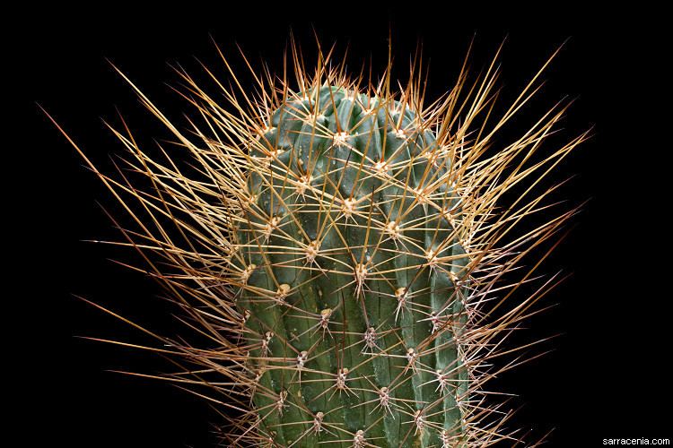 Image de Echinopsis pugionacantha Rose & Boed.