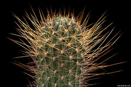 Echinopsis pugionacantha Rose & Boed. resmi