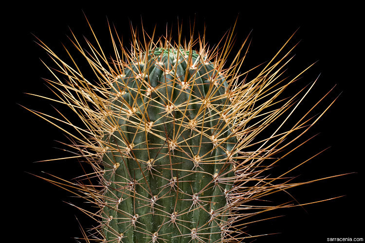 Echinopsis pugionacantha Rose & Boed. resmi