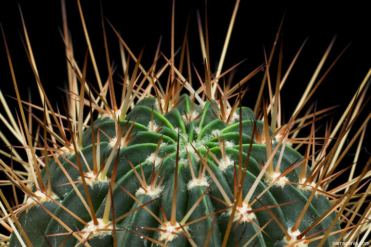 Image de Echinopsis pugionacantha Rose & Boed.