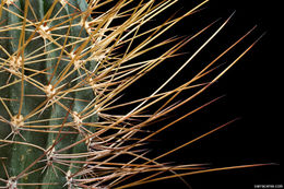 Image de Echinopsis pugionacantha Rose & Boed.