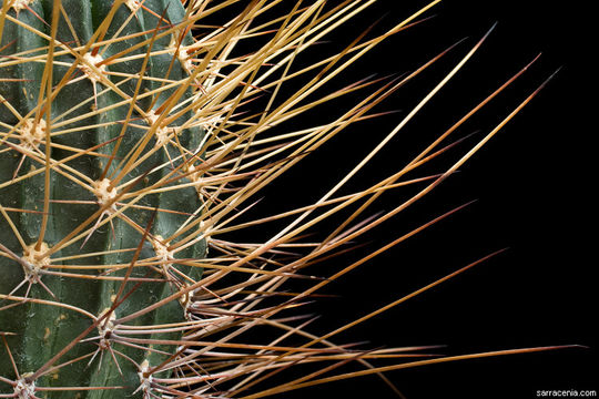 Echinopsis pugionacantha Rose & Boed. resmi