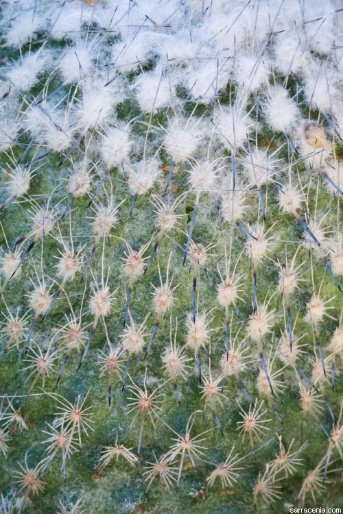 Image of <i>Epithelantha micromeris</i> ssp. <i>unguispina</i>