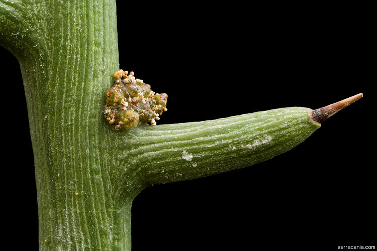 Image of Adenia globosa Engl.