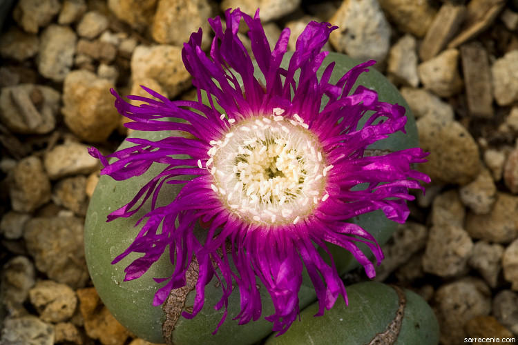 Plancia ëd Argyroderma pearsonii (N. E. Br.) Schwant.