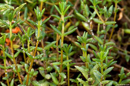 Image of Crassula pruinosa L.