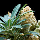 Image of Foetid Dorstenia