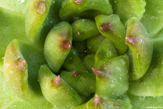 Image of Echeveria agavoides Lem.