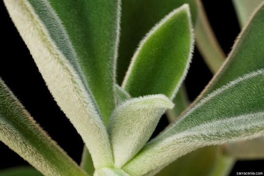 Image de Echeveria coccinea (Cav.) DC.