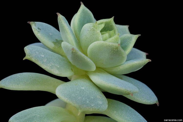 Image of Echeveria derenbergii J. A. Purpus