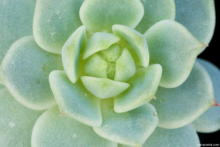 Image of Echeveria derenbergii J. A. Purpus