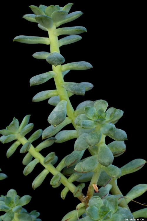 Image of Echeveria skinneri Walther