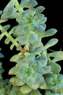 Image of Echeveria skinneri Walther