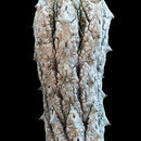 Image of Euphorbia abdelkuri Balf. fil.