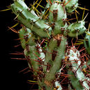 Image of Euphorbia aeruginosa Schweick.