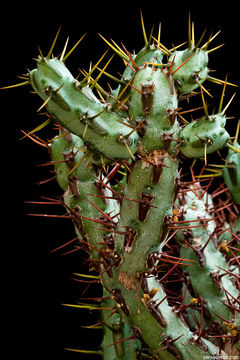 Imagem de Euphorbia aeruginosa Schweick.