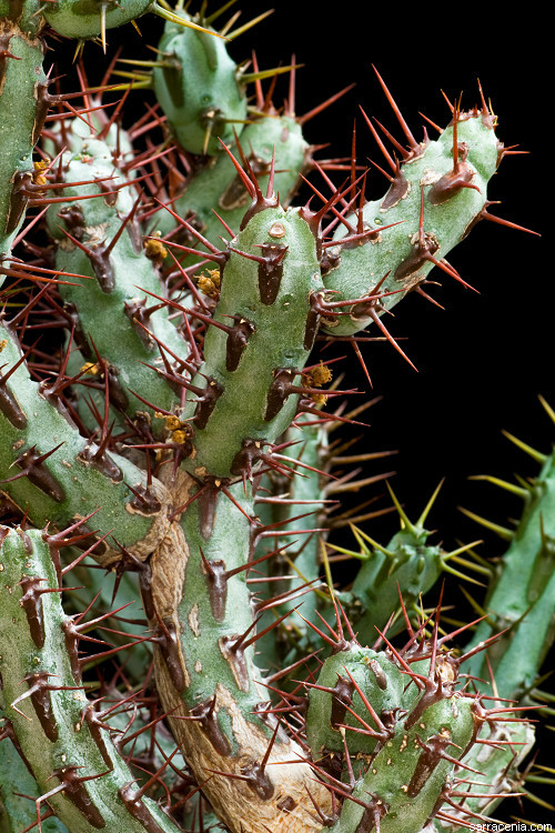 Imagem de Euphorbia aeruginosa Schweick.