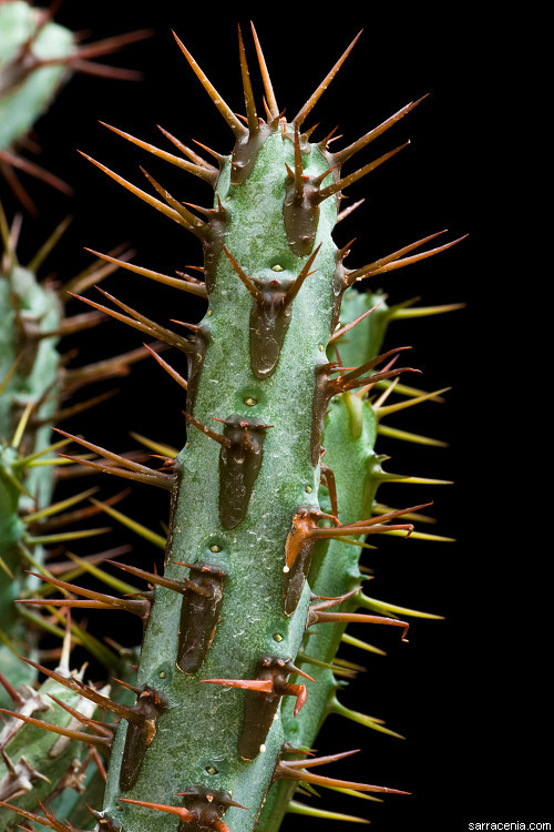 Imagem de Euphorbia aeruginosa Schweick.