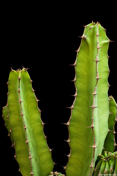 Image of Euphorbia bussei var. kibwezensis (N. E. Br.) S. Carter