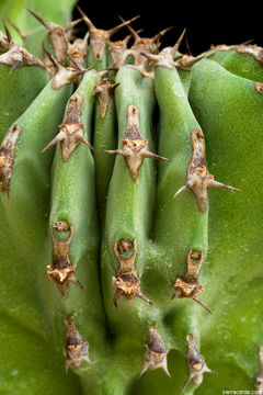 Image of Euphorbia bussei var. kibwezensis (N. E. Br.) S. Carter