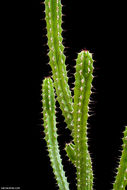 Image of Euphorbia classenii P. R. O. Bally & S. Carter