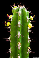 Sivun Euphorbia classenii P. R. O. Bally & S. Carter kuva